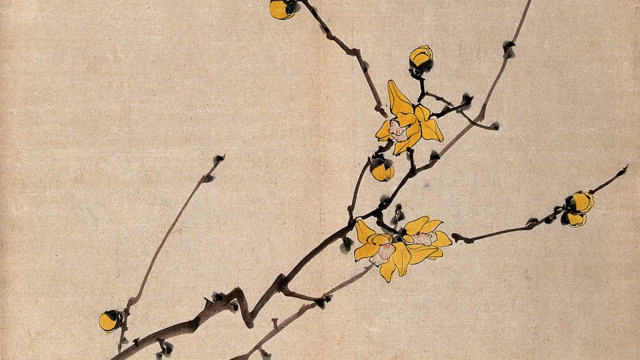 A flowering shrub: branch with yellow flowers on old wood. Watercolour