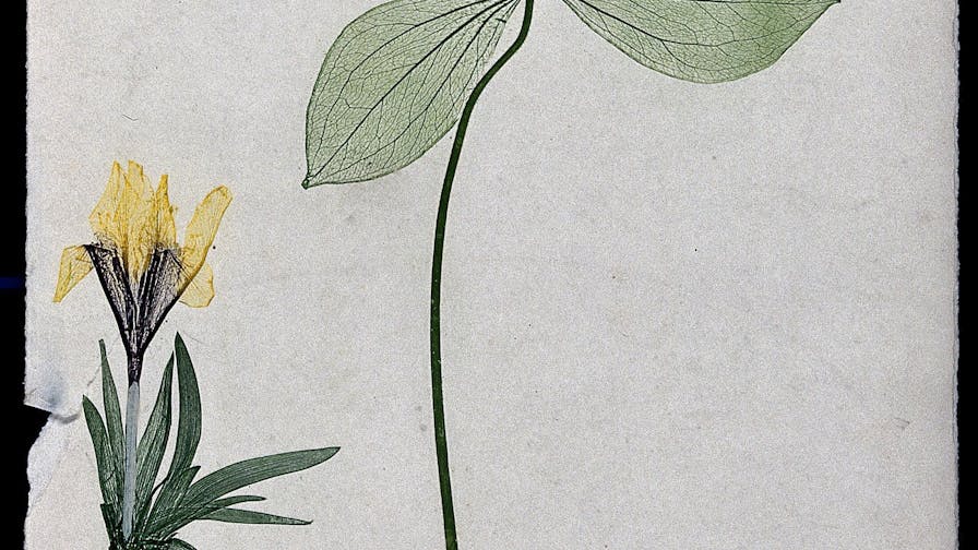 Two entire flowering plants, a yellow crocus (Crocus species) and a herb Paris (Paris quadrifolia). Colour nature print by A. Auer, c. 1853
