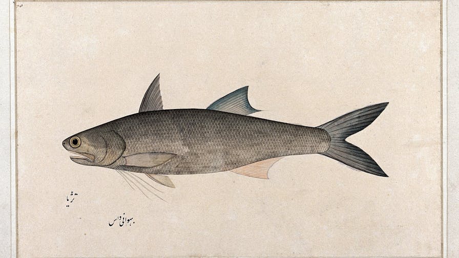 Fish. Watercolour by Bhawani Das, 1777/1783