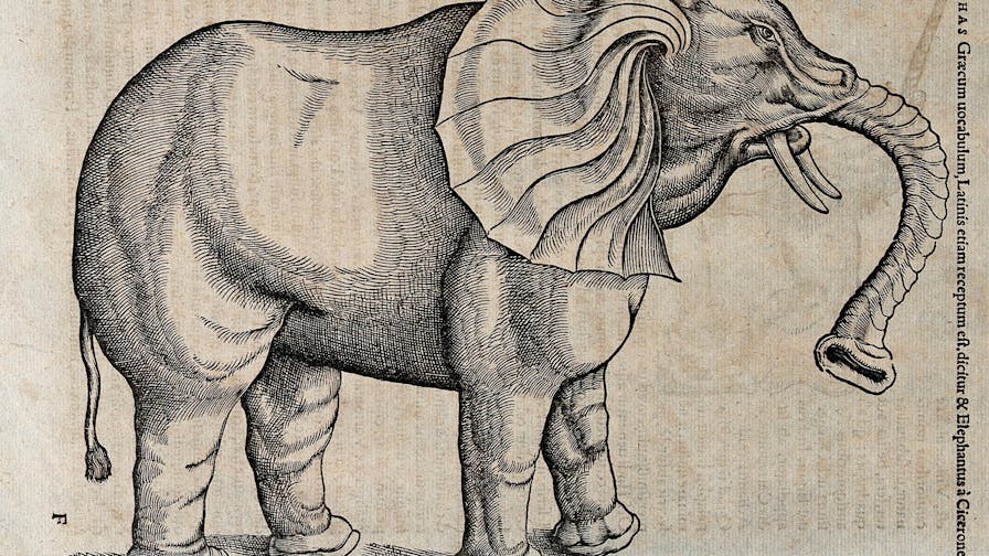An elephant. Woodcut after C. Gessner