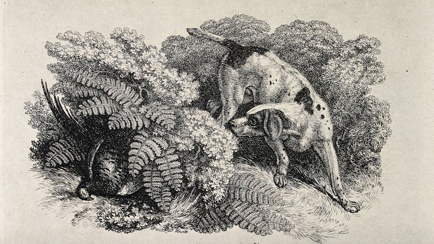 A dog searching in the undergrowth for a dead fowl hidden by large leaves. Etching by W.S. Howitt