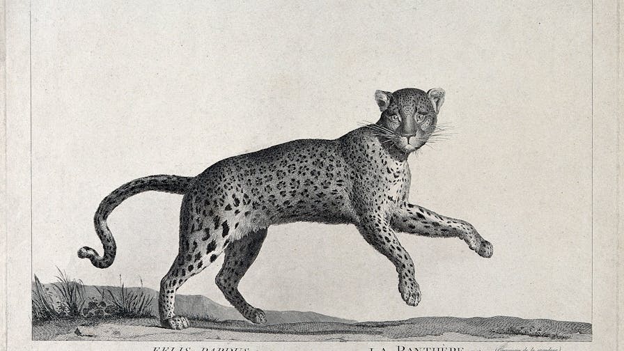 A panther. Etching by S. C. Miger, ca. 1808, after N. Maréchal