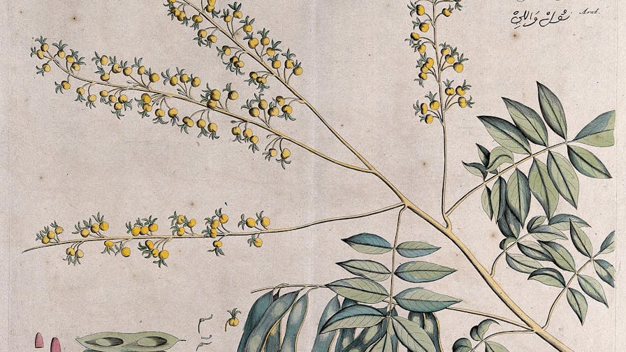 Rosewood tree (a species of Dalbergia): branch with flowers and pods and separate sections of flowers, pod and seeds. Coloured line engraving